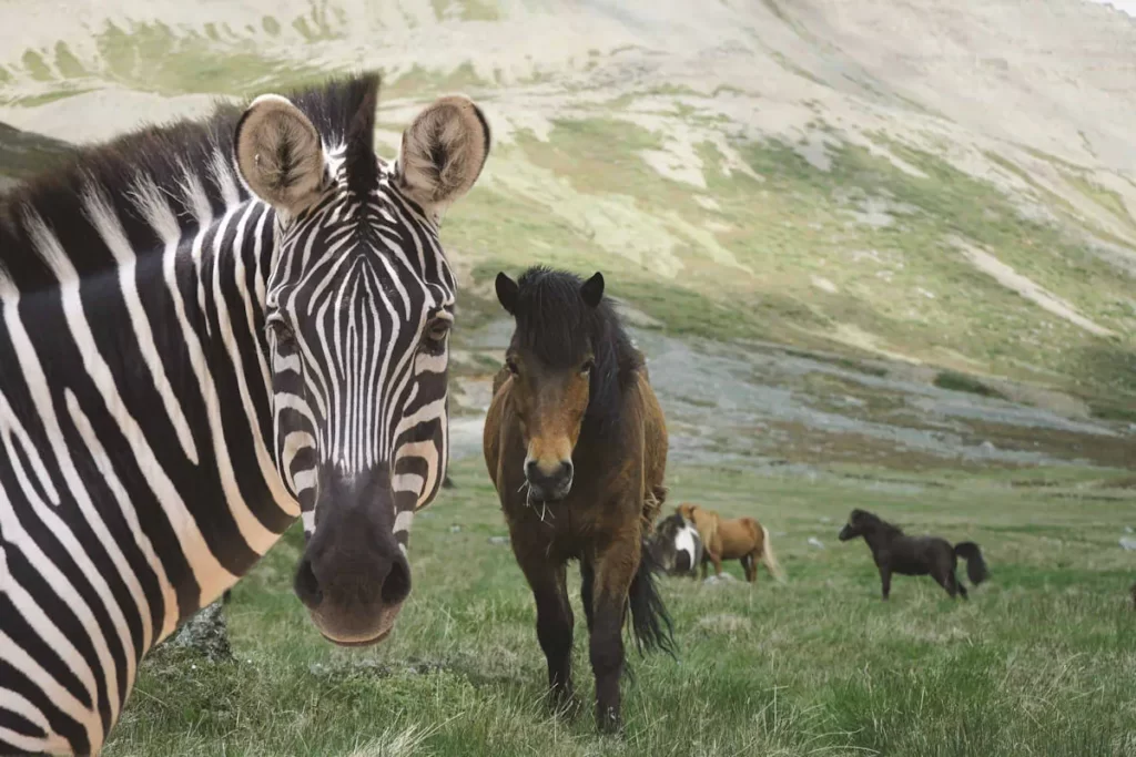 Zebra with horses on a mountain side